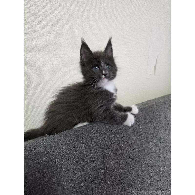 成約済の三重県のメインクーン-126334の2枚目