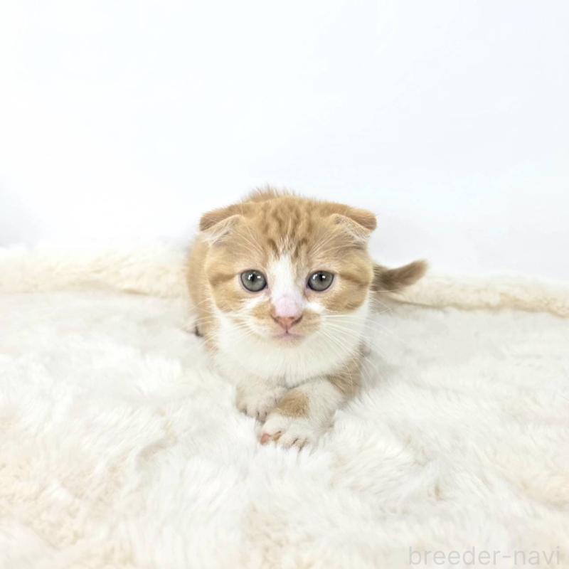 販売中の茨城県のマンチカン-128361の5枚目