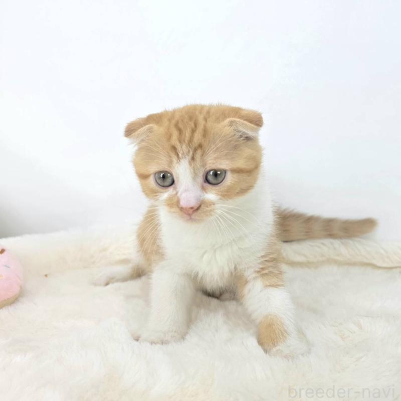 販売中の茨城県のマンチカン-128361の2枚目
