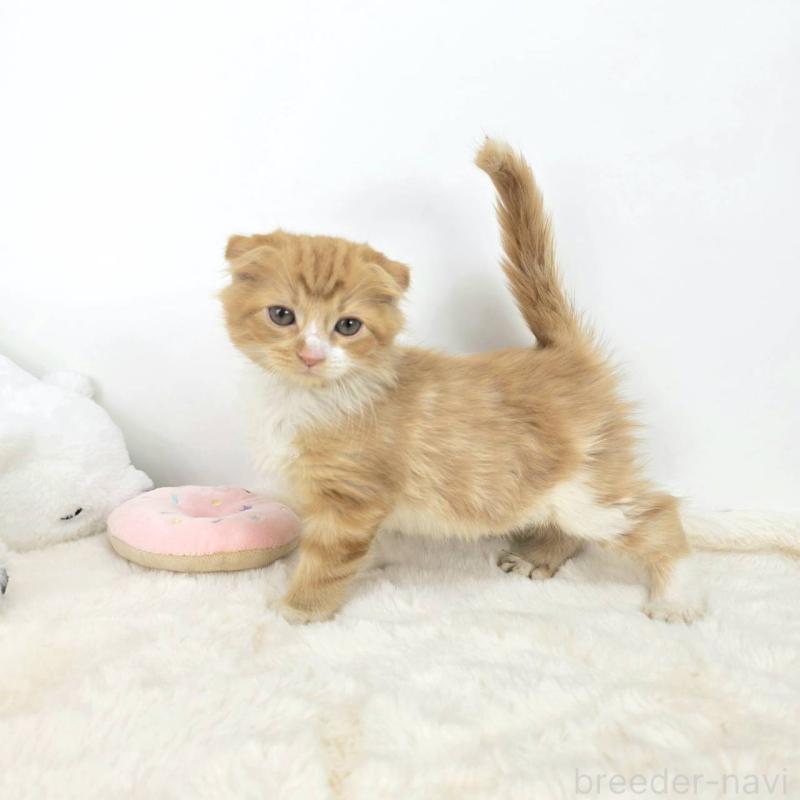 販売中の茨城県のマンチカン-128362の5枚目