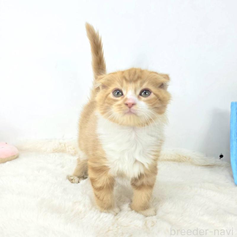 販売中の茨城県のマンチカン-128362の4枚目