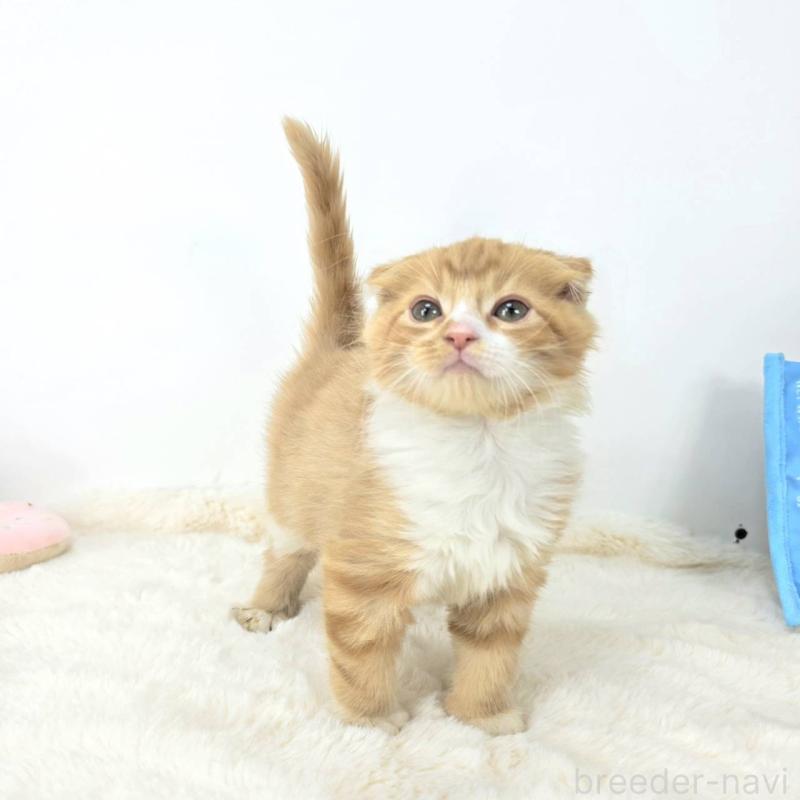 販売中の茨城県のマンチカン-128362の3枚目
