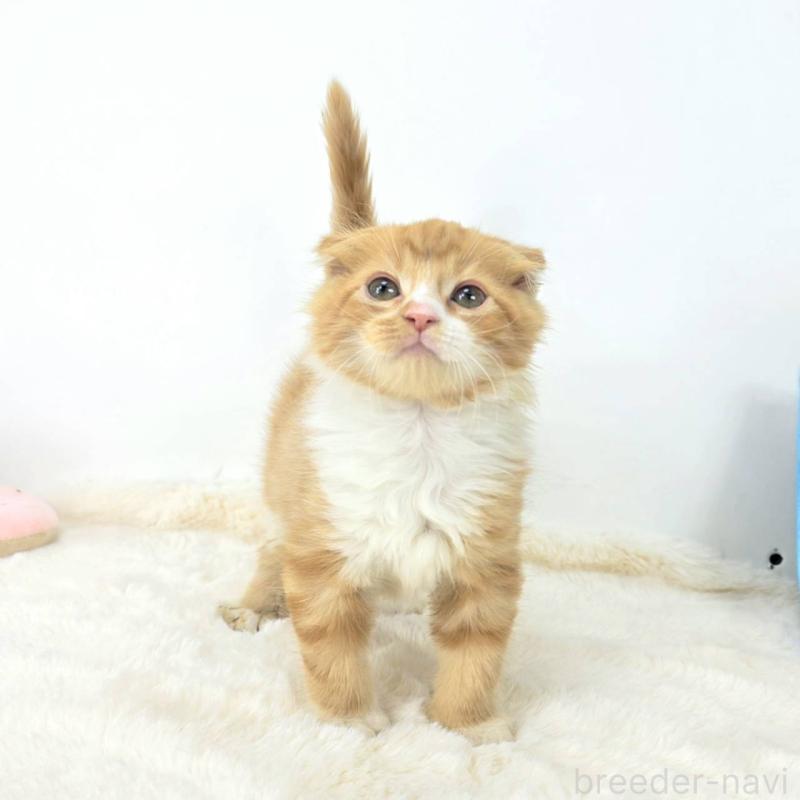 販売中の茨城県のマンチカン-128362の1枚目