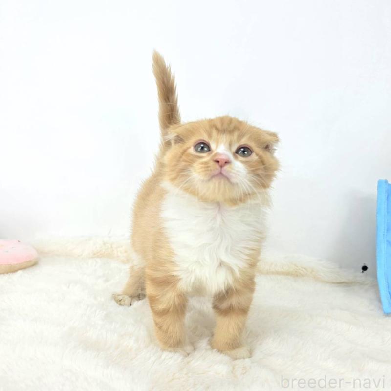 販売中の茨城県のマンチカン-128362の2枚目