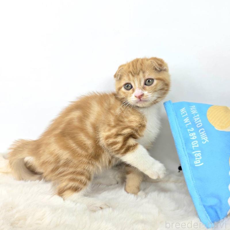 販売中の茨城県のマンチカン(短足)-128364の5枚目