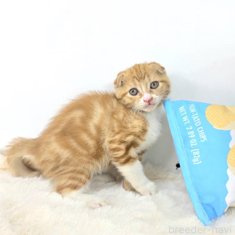 販売中の茨城県のマンチカン(短足)-128364の1枚目