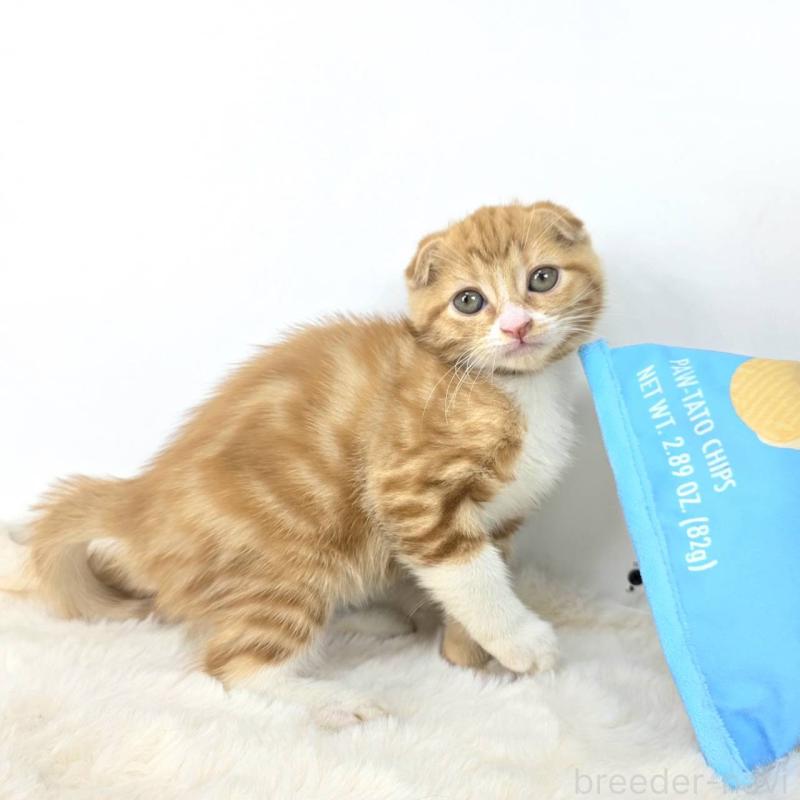 販売中の茨城県のマンチカン(短足)-128364の2枚目