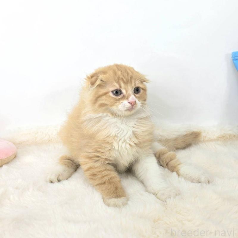 販売中の茨城県のマンチカン-128365の5枚目