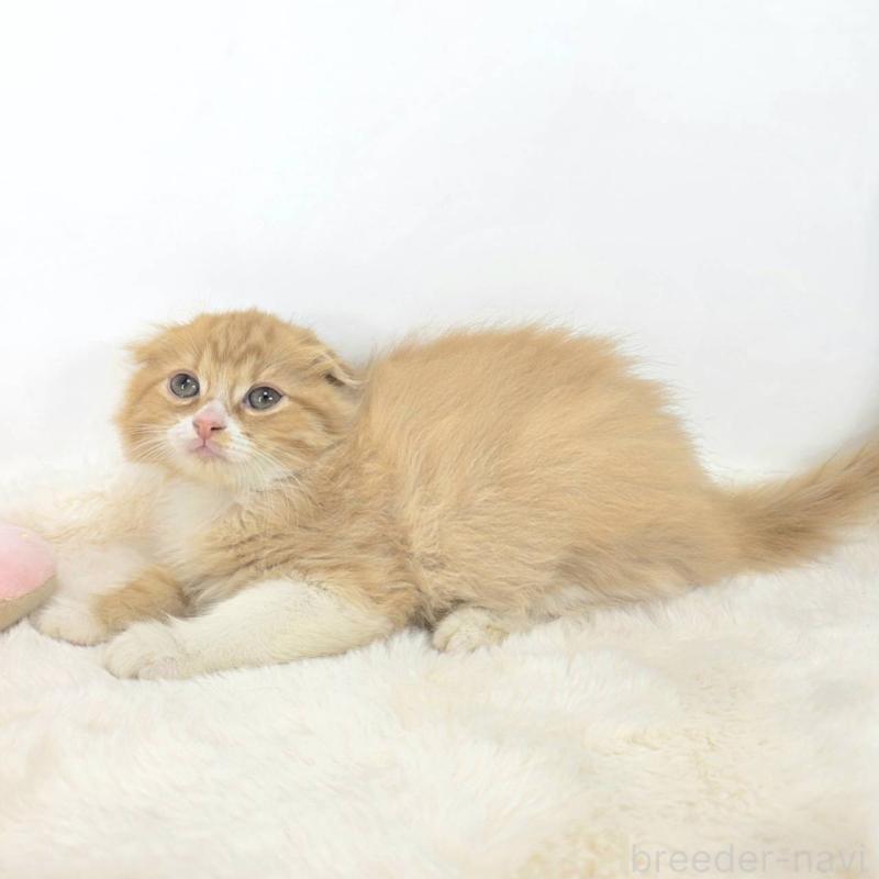 販売中の茨城県のマンチカン-128365の4枚目
