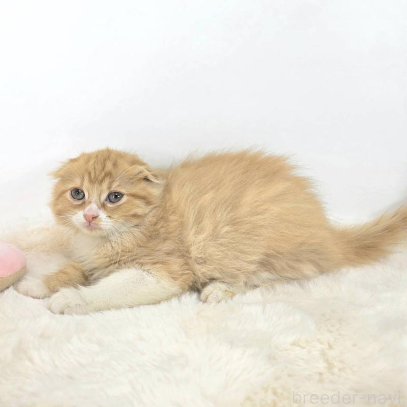 販売中の茨城県のマンチカン-128365の3枚目