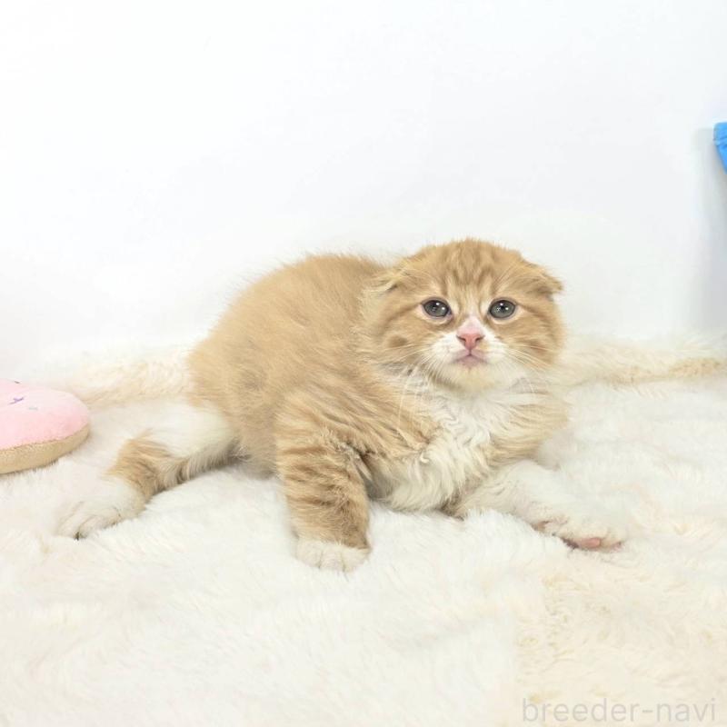 販売中の茨城県のマンチカン-128365の1枚目