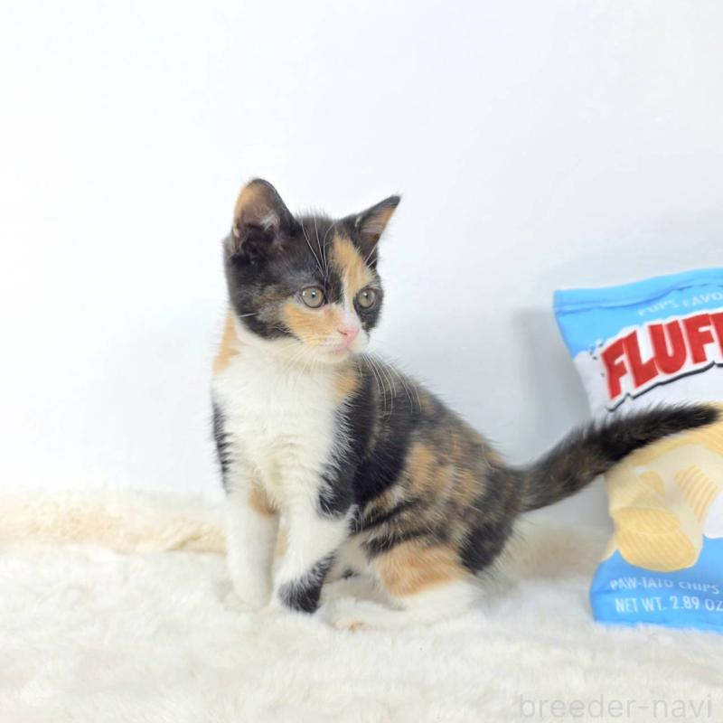 販売中の茨城県のマンチカン-128366の5枚目