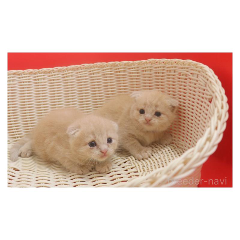販売中の埼玉県のスコティッシュフォールド(折れ耳)-128372の2枚目