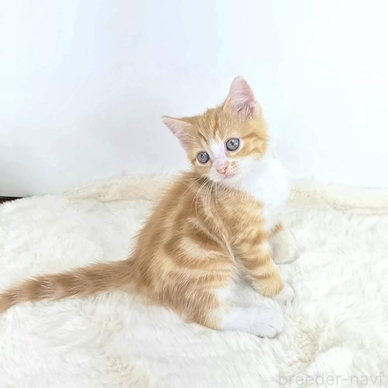販売中の茨城県のマンチカン-128382の4枚目