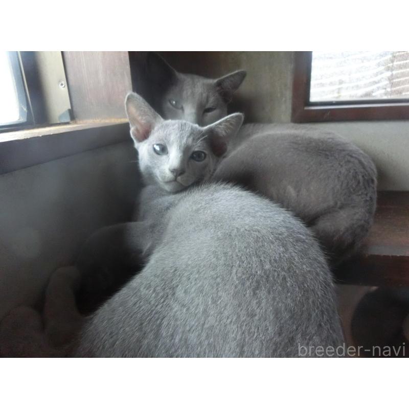 販売中の兵庫県のロシアンブルー-127075の2枚目