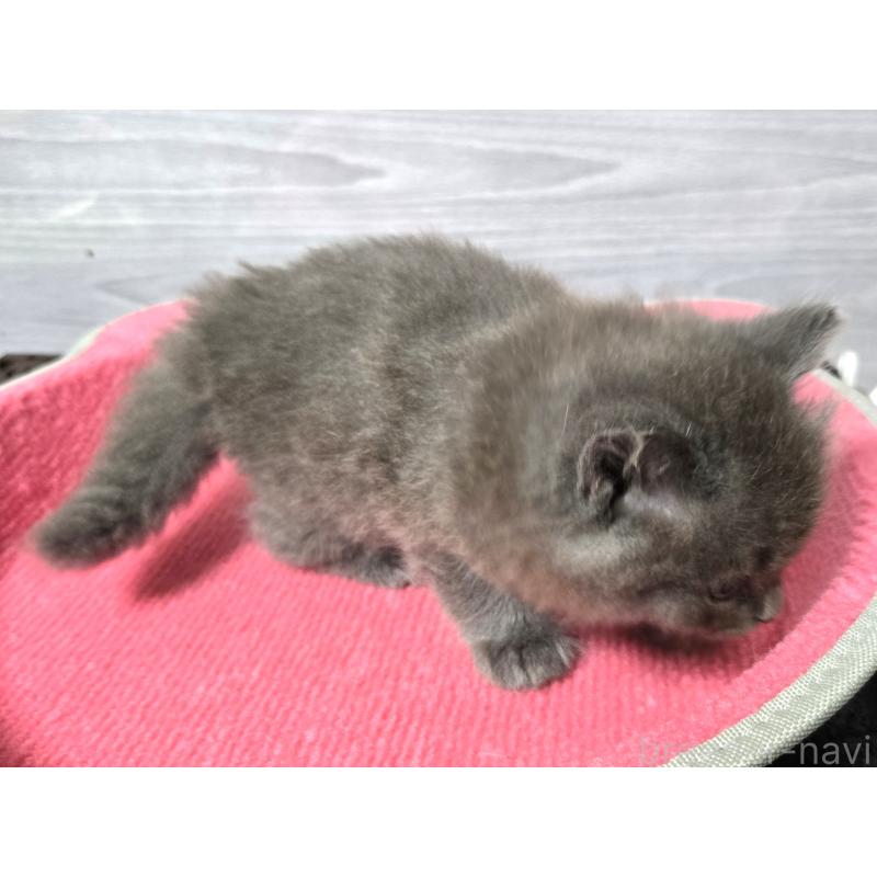 販売中の福岡県のマンチカン-128394の4枚目