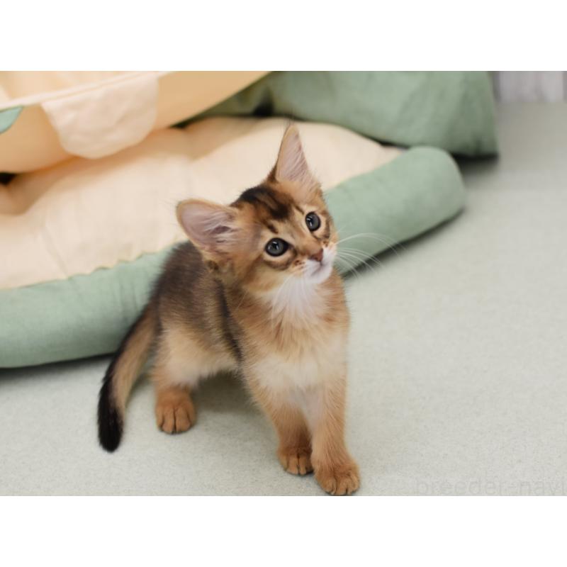 成約済の大阪府のソマリ-126292の7枚目