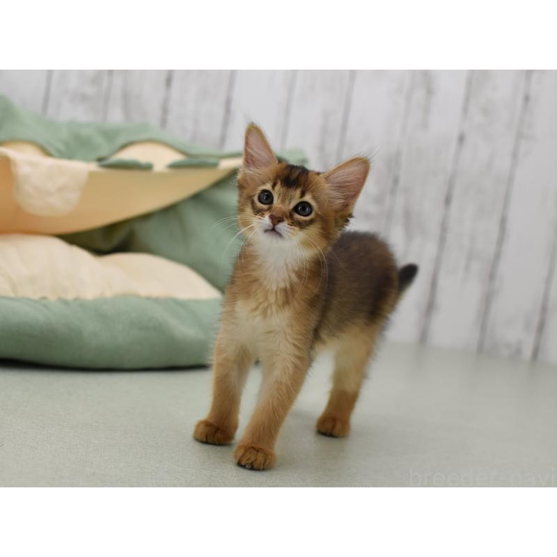 成約済の大阪府のソマリ-126292の4枚目