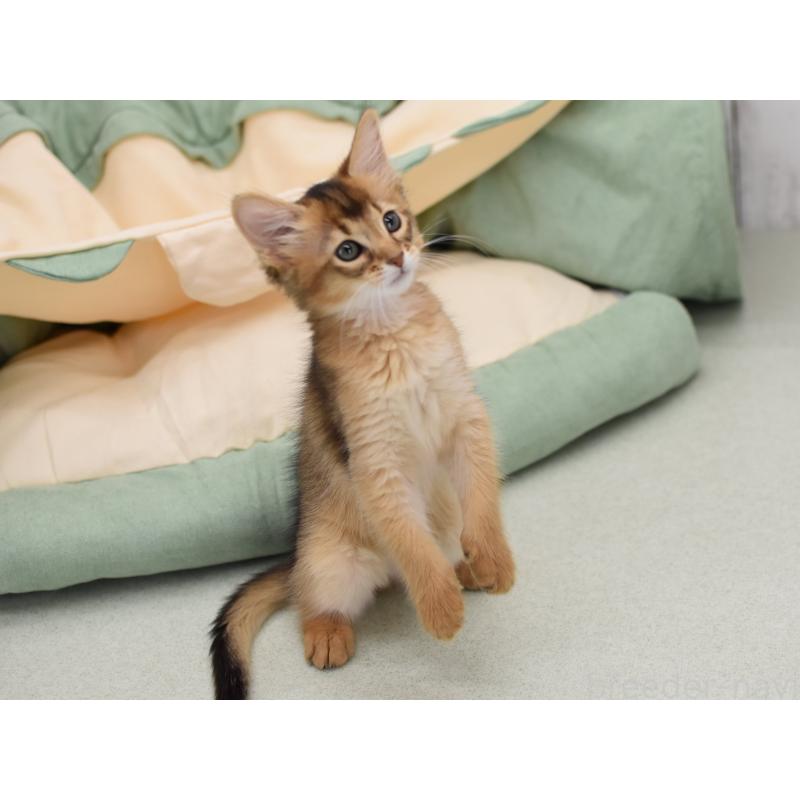 成約済の大阪府のソマリ-126292の3枚目