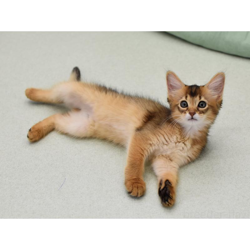 成約済の大阪府のソマリ-126292の2枚目