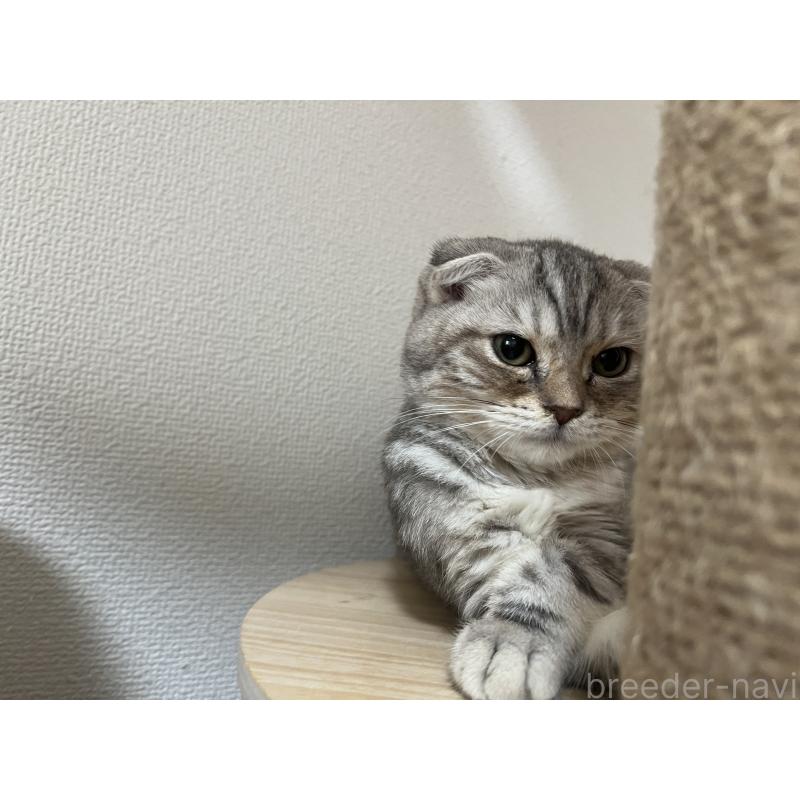 販売中の埼玉県のマンチカン-122149の4枚目