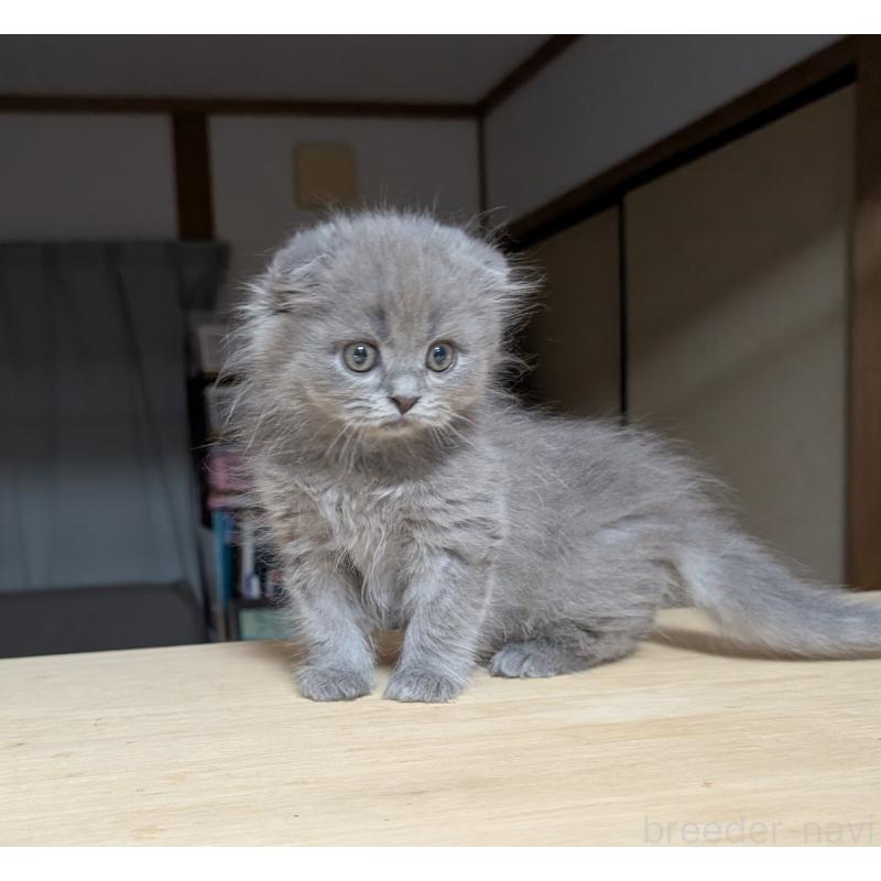 販売中の大阪府のスコティッシュフォールド(折れ耳)-123733の4枚目