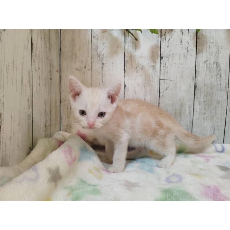 販売中の三重県のアメリカンショートヘア-128400の2枚目