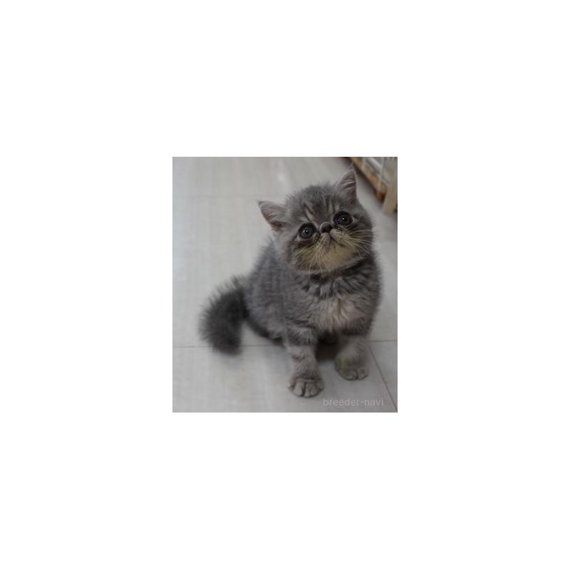 販売中の静岡県のエキゾチックショートヘア-128402の1枚目