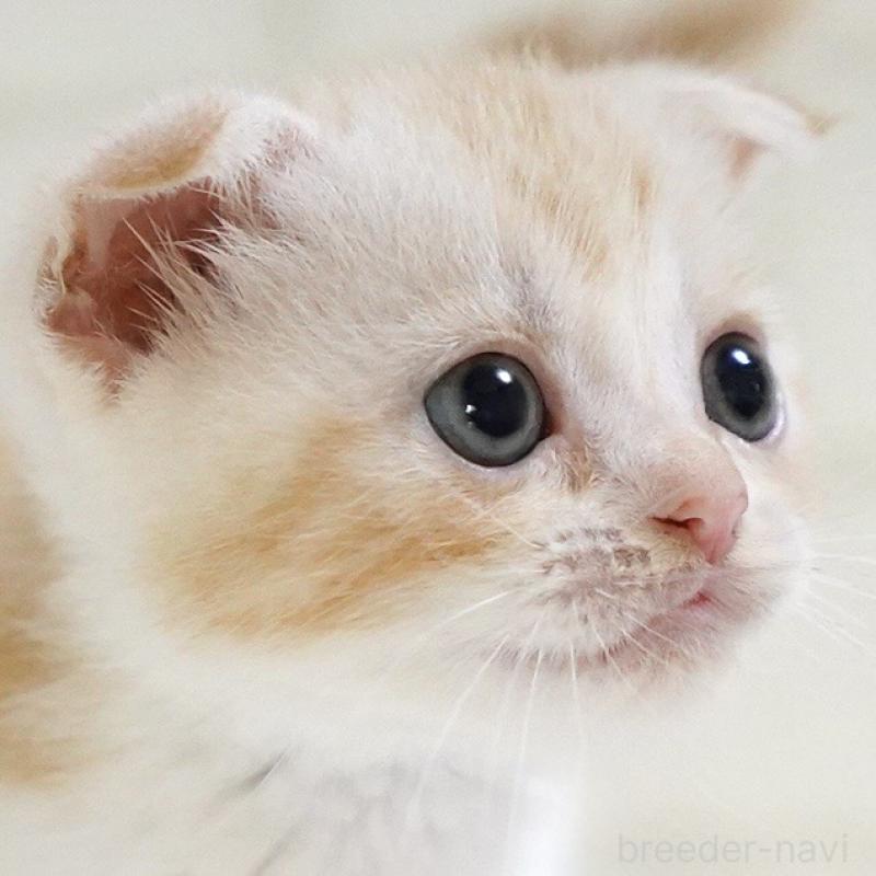 成約済の愛知県のスコティッシュフォールド-126971の2枚目