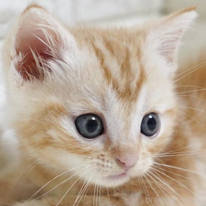 成約済の愛知県のスコティッシュフォールド-126899の2枚目