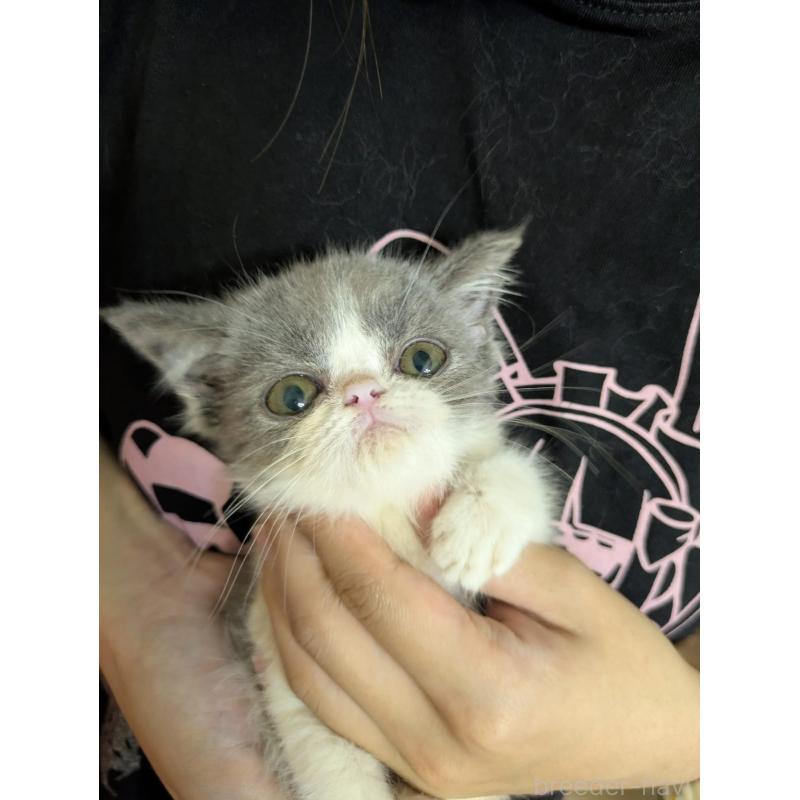 販売中の大阪府のエキゾチックショートヘア-124861の7枚目