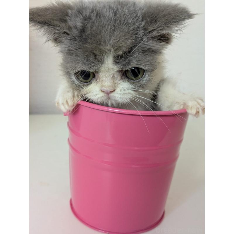 販売中の大阪府のエキゾチックショートヘア-124861の6枚目