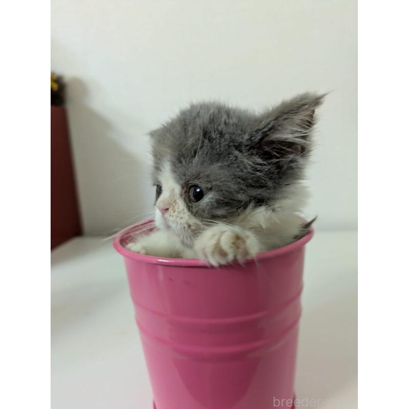 販売中の大阪府のエキゾチックショートヘア-124861の5枚目