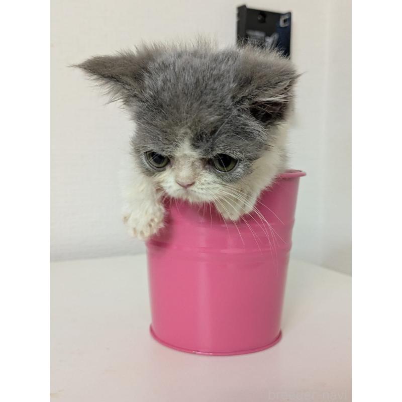 販売中の大阪府のエキゾチックショートヘア-124861の4枚目