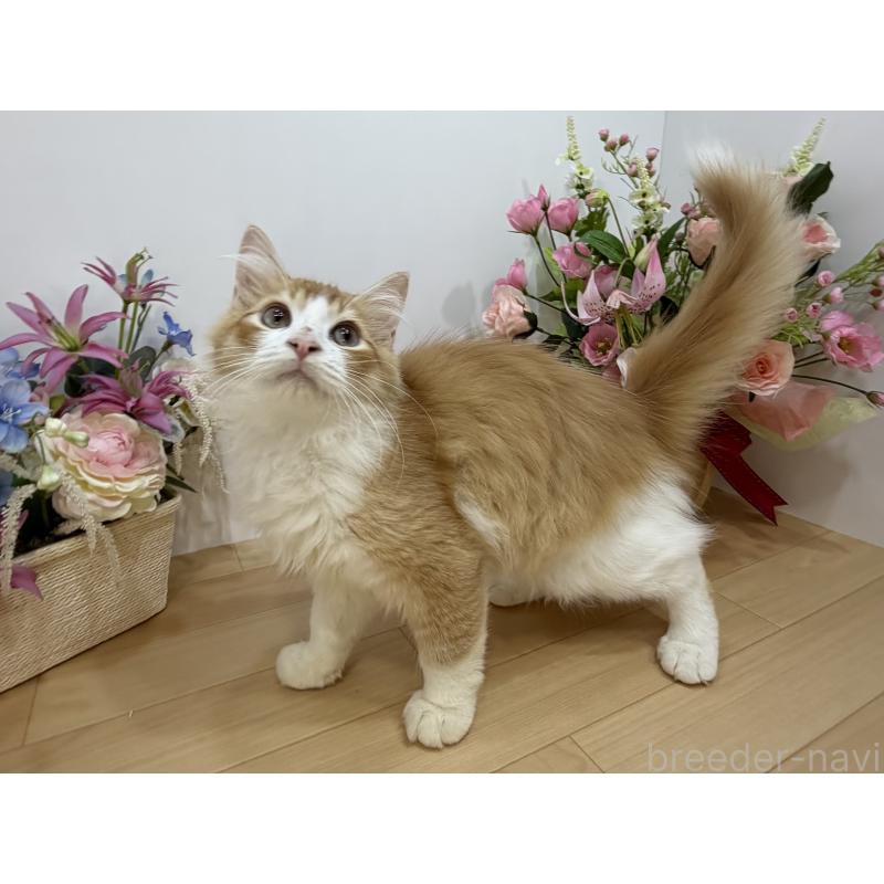 成約済の東京都のラガマフィン-126500の6枚目