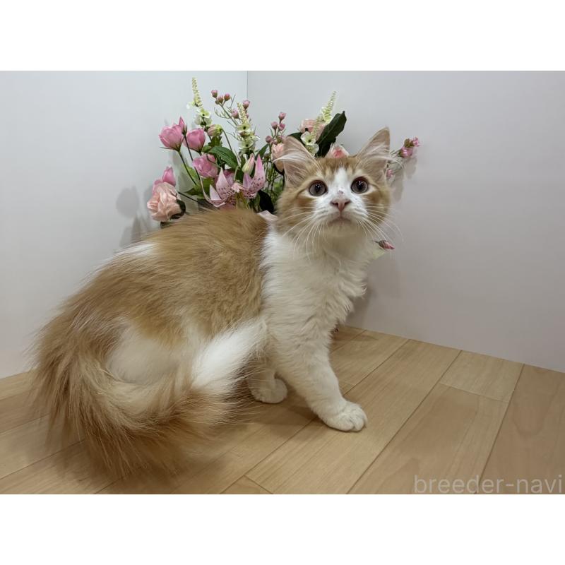 成約済の東京都のラガマフィン-126500の5枚目