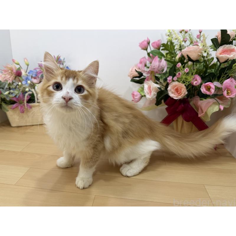 成約済の東京都のラガマフィン-126500の4枚目