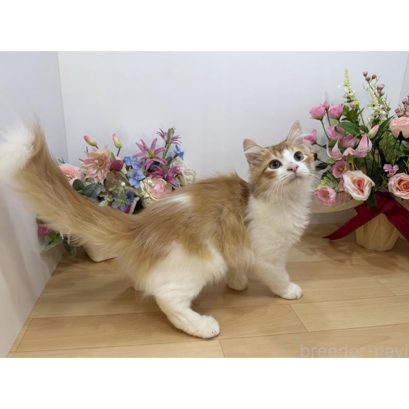 成約済の東京都のラガマフィン-126500の2枚目