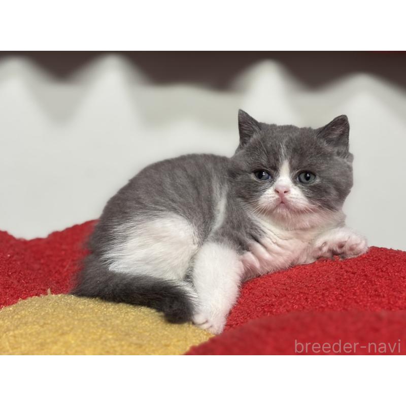 販売中の神奈川県のブリティッシュショートヘア-128417の7枚目
