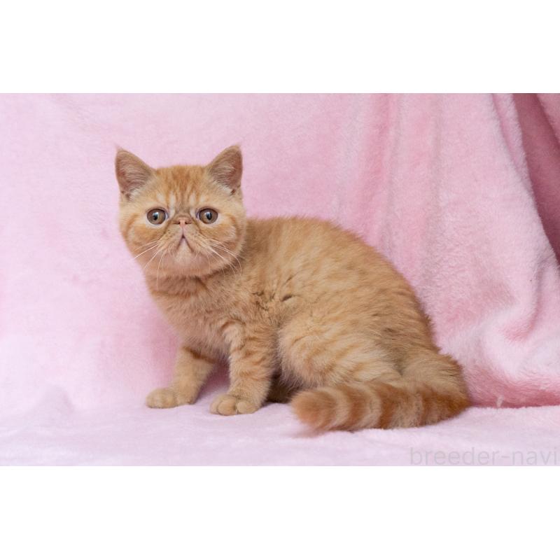 販売中の東京都のエキゾチックショートヘア-123466の15枚目