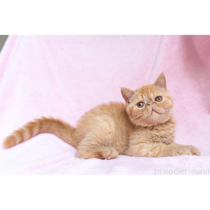 販売中の東京都のエキゾチックショートヘア-123466の14枚目