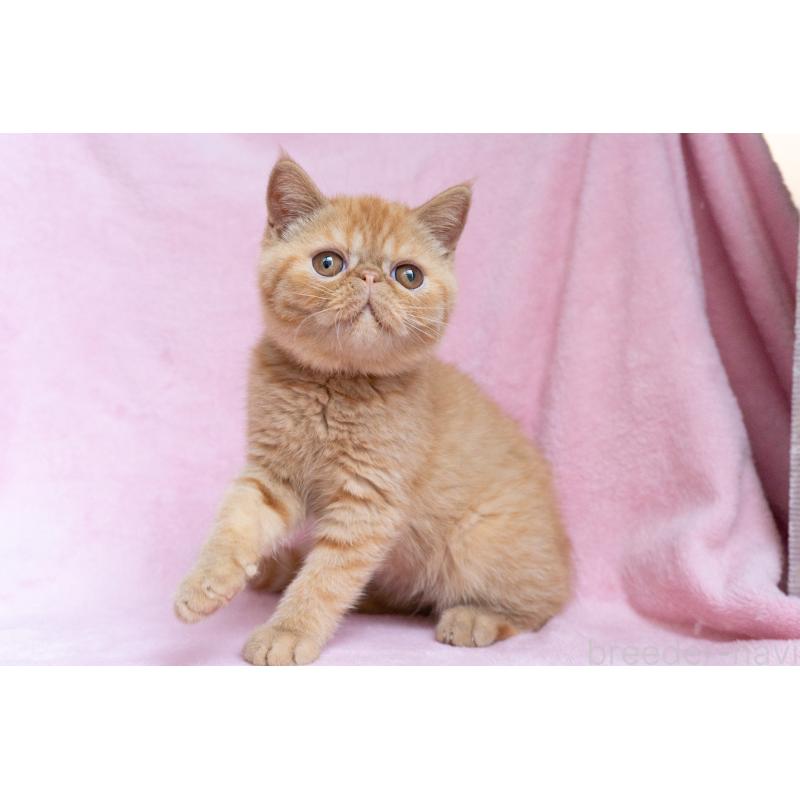 販売中の東京都のエキゾチックショートヘア-123466の13枚目