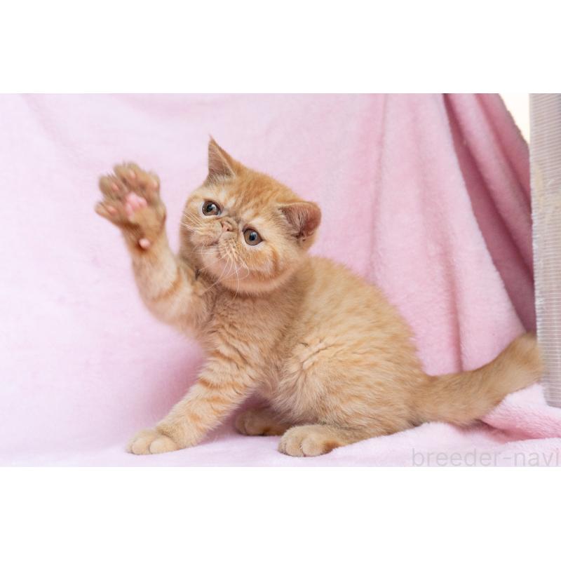 販売中の東京都のエキゾチックショートヘア-123466の12枚目