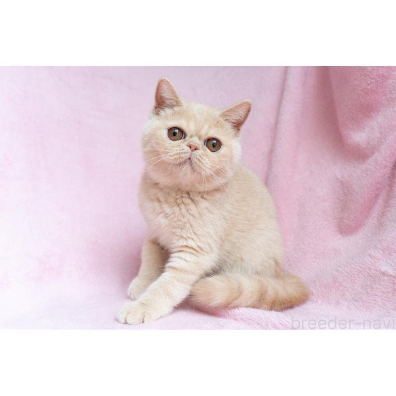 商談中の東京都のエキゾチックショートヘア-123467の9枚目