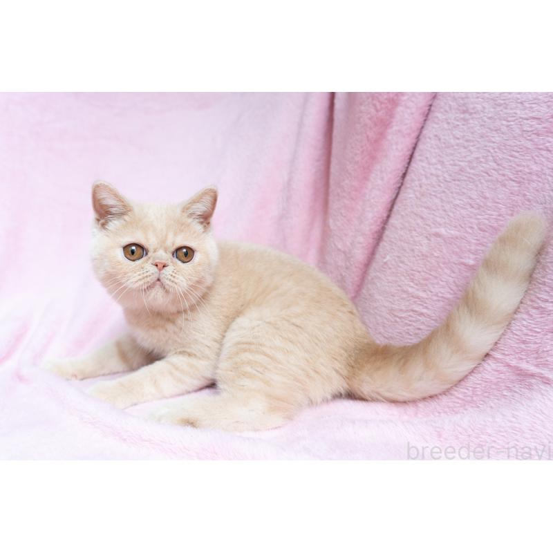 商談中の東京都のエキゾチックショートヘア-123467の8枚目