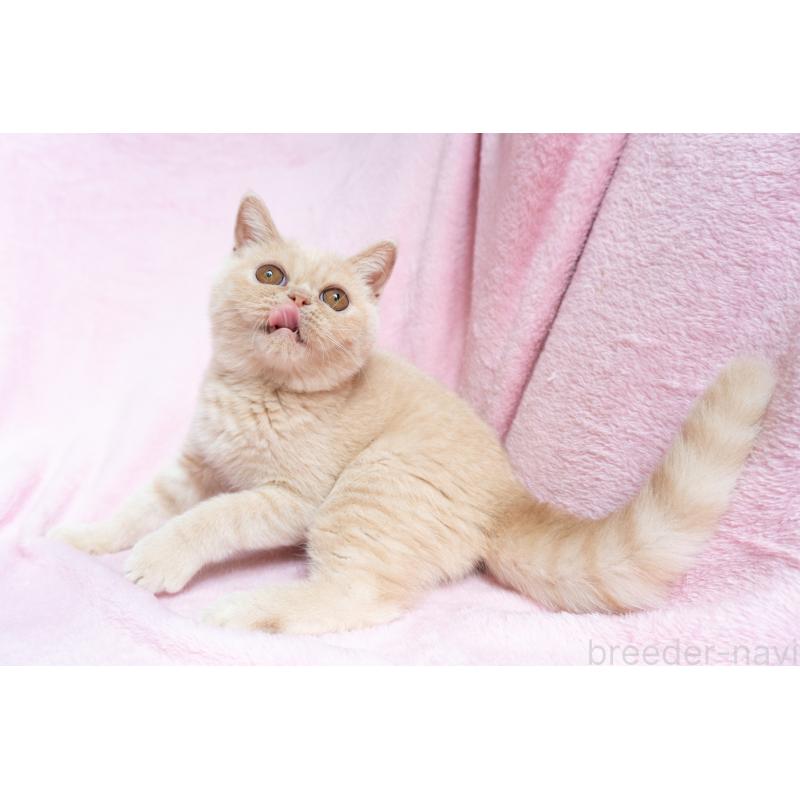 商談中の東京都のエキゾチックショートヘア-123467の7枚目