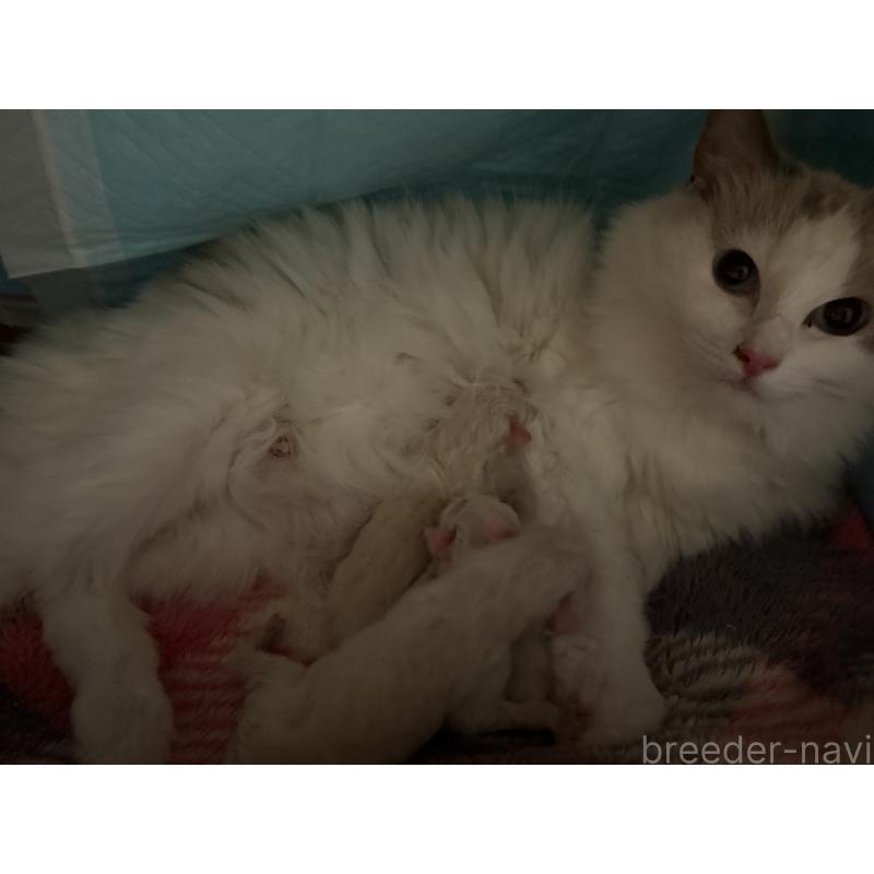 かりんちゃん1枚目