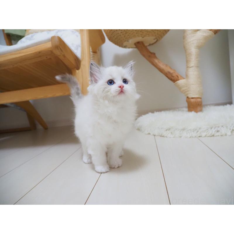 成約済の埼玉県のラグドール-126508の28枚目