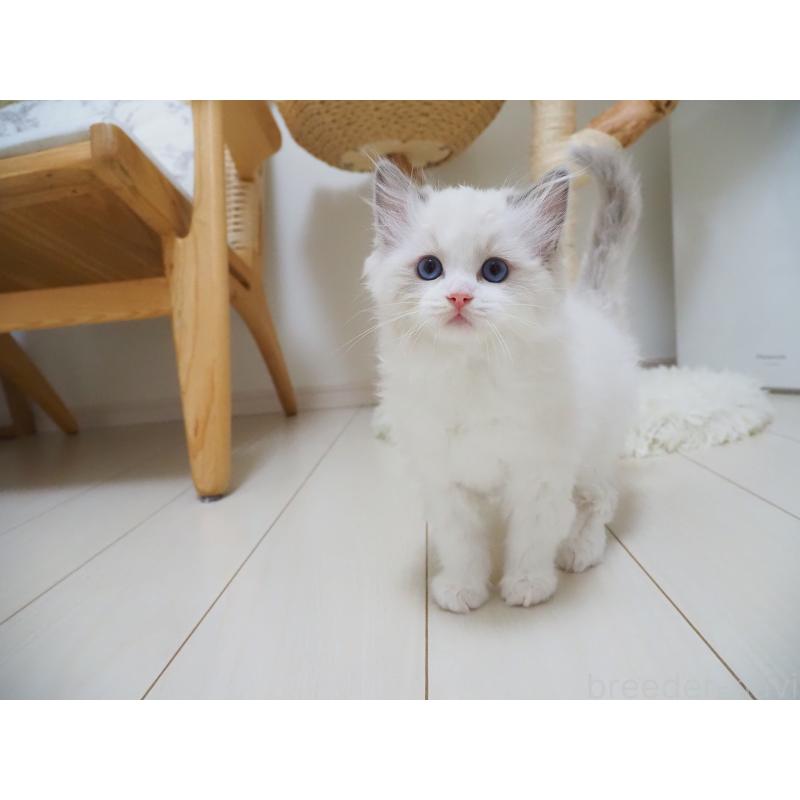 成約済の埼玉県のラグドール-126508の27枚目