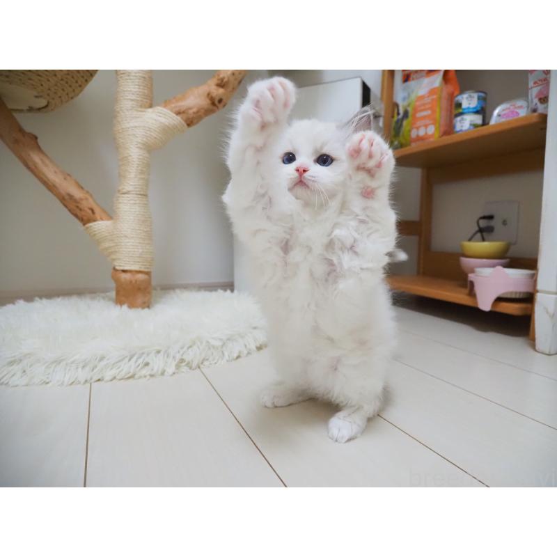 成約済の埼玉県のラグドール-126508の26枚目